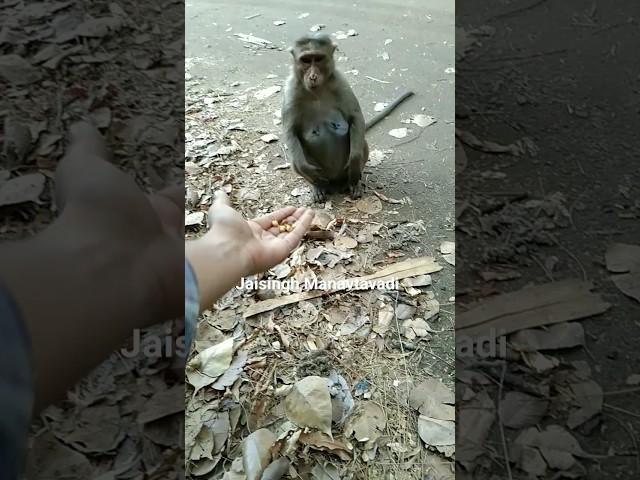 Pregnent Woman Monkey #shorts #shorts #monkey #jaitech #love #trending
