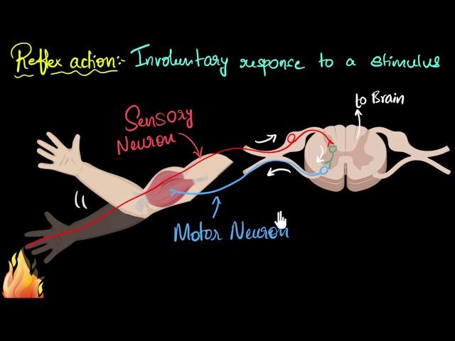 Reflex action (& reflex arc) | Control & Coordination | Biology | Khan Academy