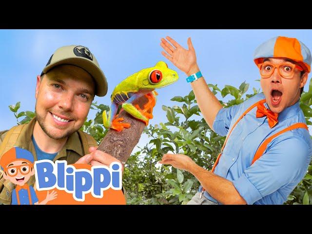 Blippi Explores the Rainforest with Brave Wilderness! @BraveWilderness | Educational Videos for Kids