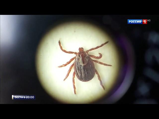 Наш Городской Центр Дезинфекции в репортаже о клещах на России 1