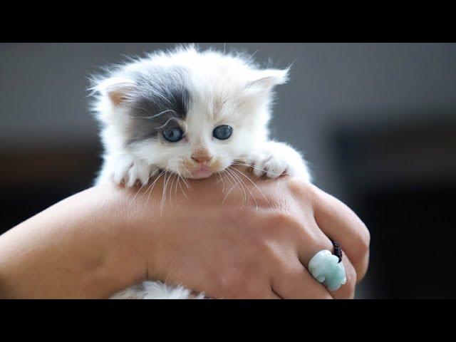 LOVELY CUTE  KITTENS  VIDEO #96