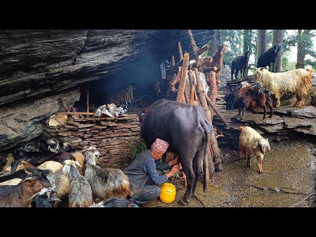 Nepali Mountain Village Life | Rainy Day | Shepherd Life | Organic Food Cooking | Real Nepali Life |