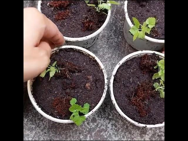 How to plant raspberry plants from fruit seeds for beginners to quickly