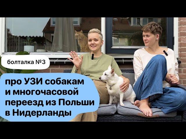 Про переезд с собаками на машине, обустройство нового дома и сложности с УЗИ для собак. Болталка №3
