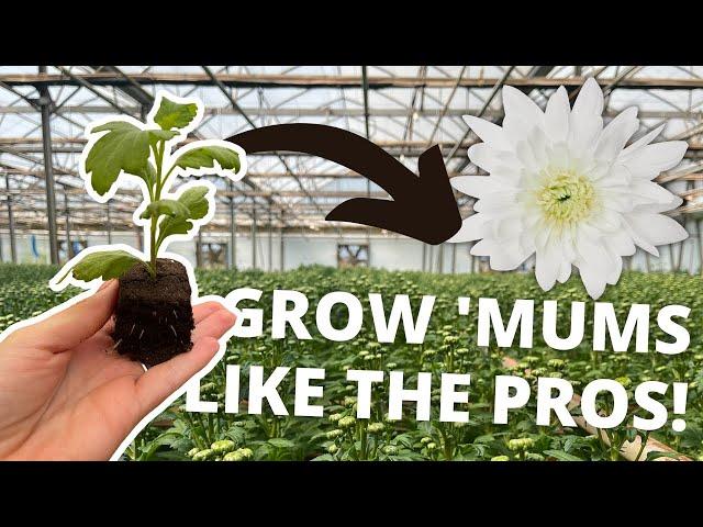 Cut Flower Growing || How To Grow Commercial Chrysanthemums