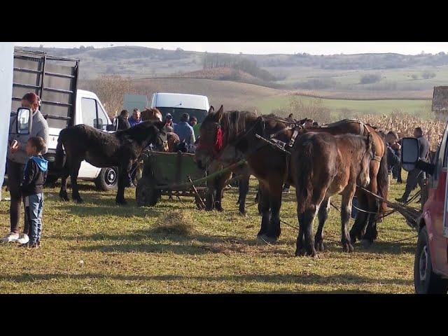 Scandal la târgurile de cai din județul Sibiu | novatv.ro