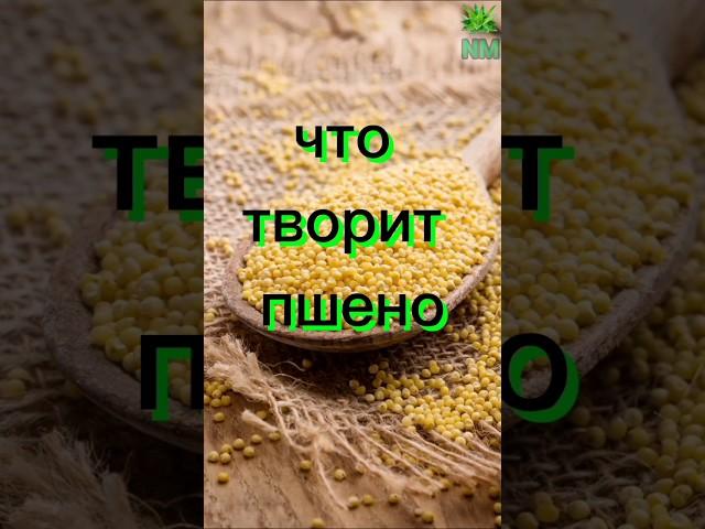 Что творит пшено #здоровье #полезныесоветы #народнаямедицина #пшено
