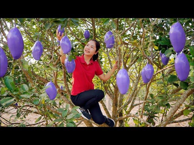 Single Mother Harvesting Purple Mango Goes To The Market Sell | Ming Daily Life