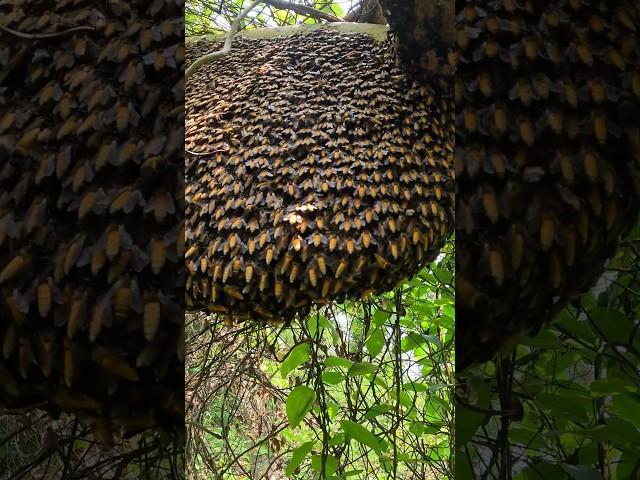 Beehive #nature #youtubeshorts