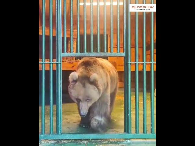 A Journey of Hope: From Captivity to Freedom