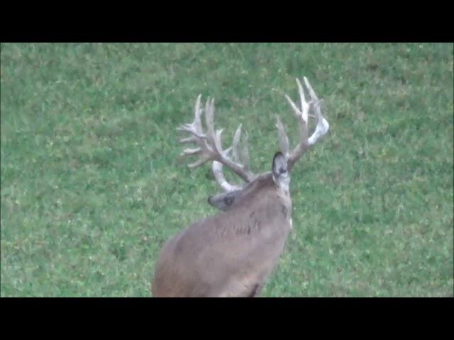 Illinois giant