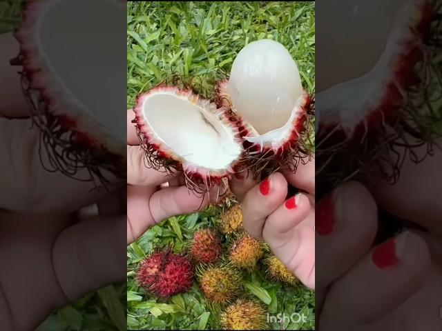 Beautiful fruit Rambutan রামবুটান #shortvideo #youtubeshorts #fruit #trending