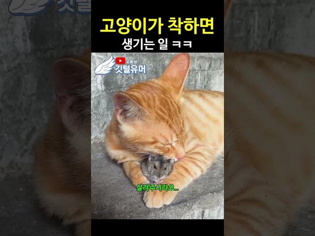 고양이가 착하면 생기는 일 ㅋㅋ