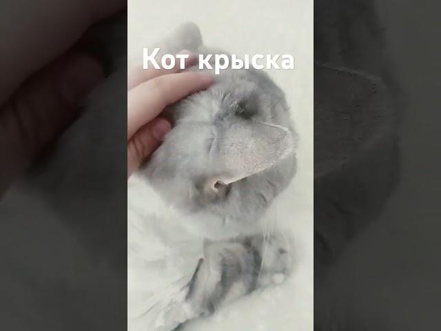 боже что с котом #chickengun #мем #мемас