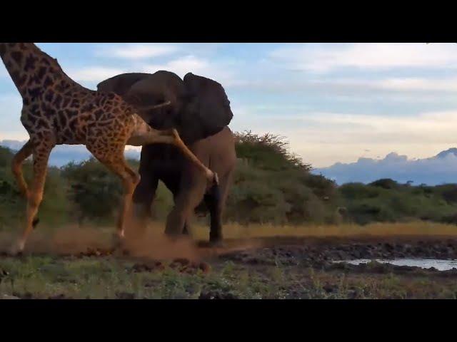 Graphic Content: Elephant Attacks A Giraffe!