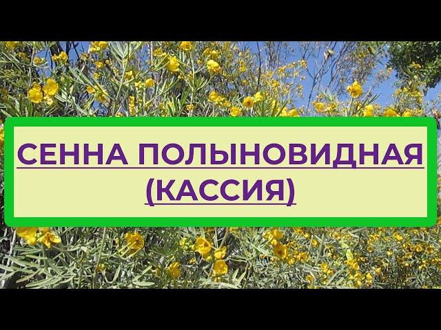 Сенна полыновидная, или Кассия - декоративное и лечебное растение. Описание, размножение кассии