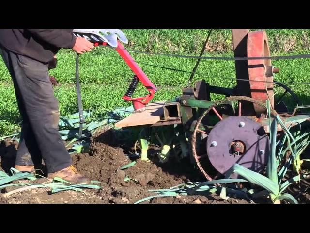 Horse Drawn Vegetable Root Lifter - Harvesting Leeks