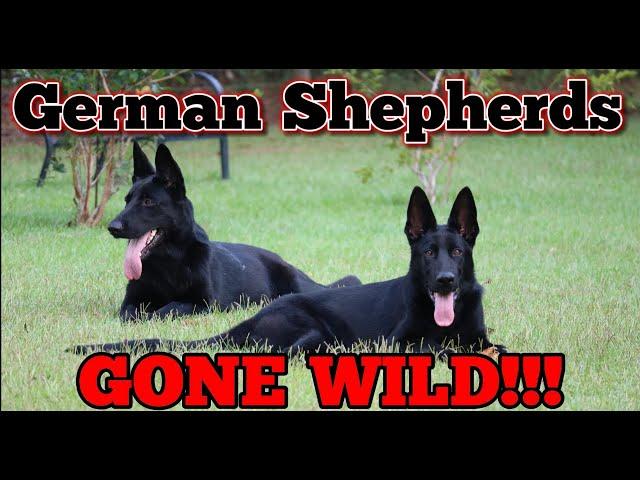 German Shepherds Running WILD in German Shepherd Land!!!