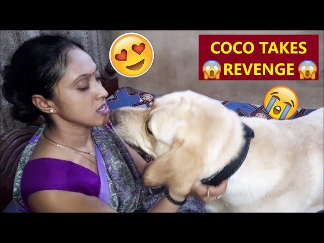 COCO GONE CRAZY ! COCO WATCHES, AS MUM CUDDLES OTHER DOGGOS  COCO GETS JEALOUS | WATCH TILL THE END