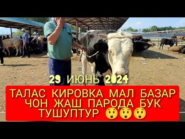 АЙТМАТОВ РАЙОНУ КИРОВКА МАЛ БАЗАР УЙ ТОРПОК БУКАЛАР 29 ИЮНЬ2024