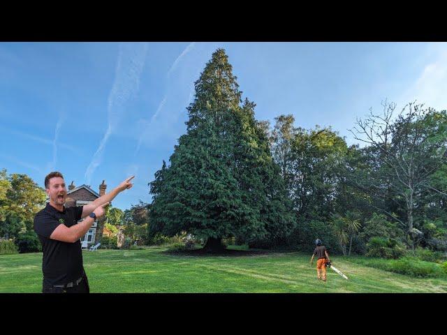 Our BIGGEST TREE to DATE! | 90ft Conifer Tree Removal