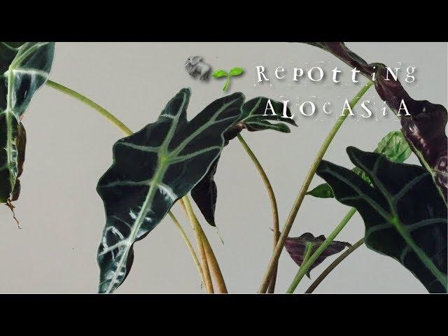 Repotting Houseplants // Alocasia Amazonica Elephant Ears 