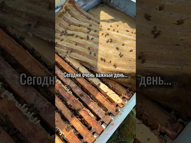 ПОЗДРАВЛЯЕМ ВАС С МЕЖДУНАРОДНЫМ ДНЕМ ПЧЕЛ #apiary #пчелиныйрой #bee