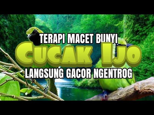 TERAPI / PANCINGAN CUCAK IJO MACET BUNYI, DUA (2) MENIT LANGSUNG NYAUT GACOR NGENTROG