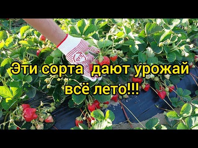 КЛУБНИКА-ЛУЧШИЕ СОРТА И НОВИНКИ!!!