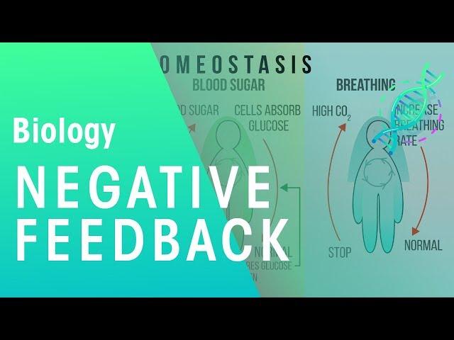 Negative Feedback | Physiology | Biology | FuseSchool