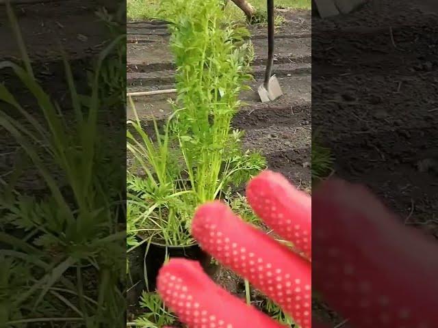 Сажаем Морковь на семена. Как получить к осени Свои семена моркови в саду.