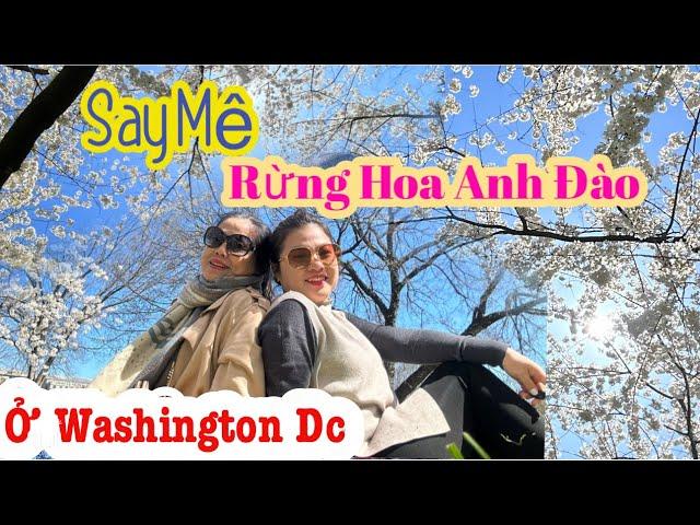 Say mê rừng Hoa anh Đào tại Washington DC/ Đến viếng đài tưởng niệm tổng thống Abraham Lincoln