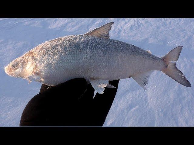 РЫБАЛКА НА ХАПУГУ ХЛОПОК, отчёт с рыбалки на Амуре, Март 2020, Рыбалка с fishermandv27rus