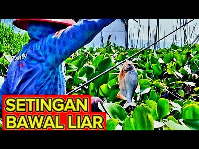 mancing bawal // mancing rawa pening