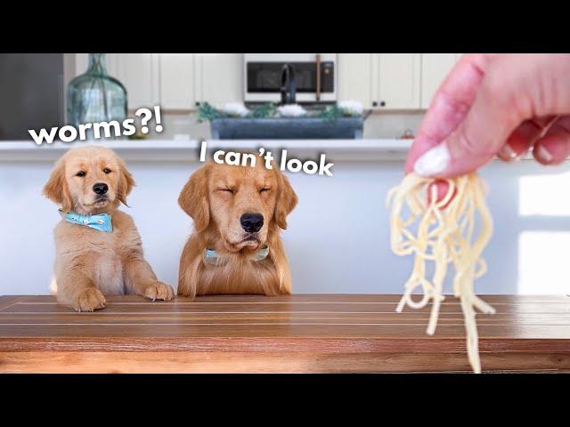 Dog Reviews Food With Son | Tucker Taste Test 22