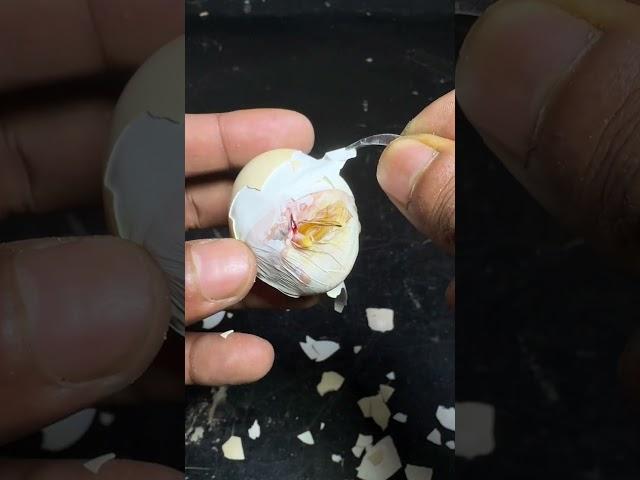 Chick Died, Even i Late Only 10 Mins