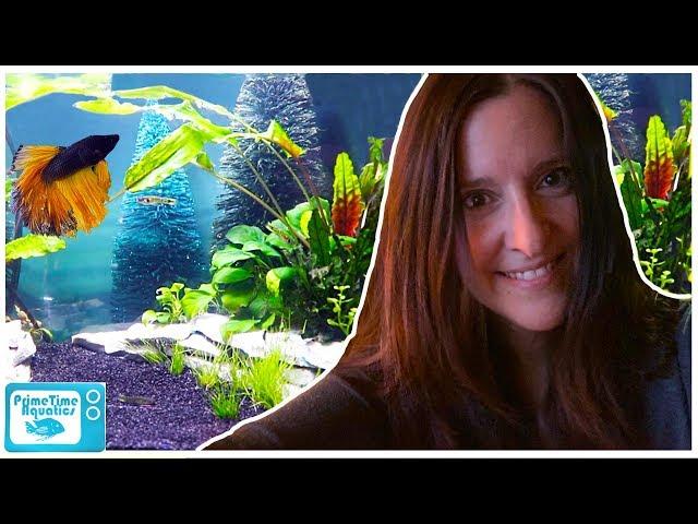 All of Joanna's Nano Aquariums!