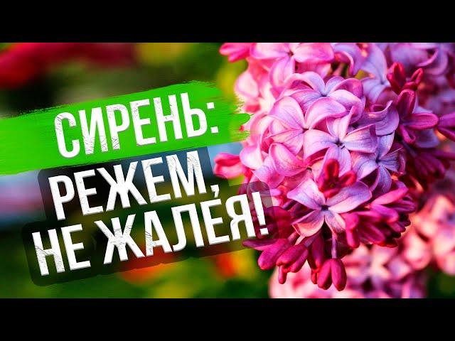 Как формировать сирень. Обрезка сирени после цветения