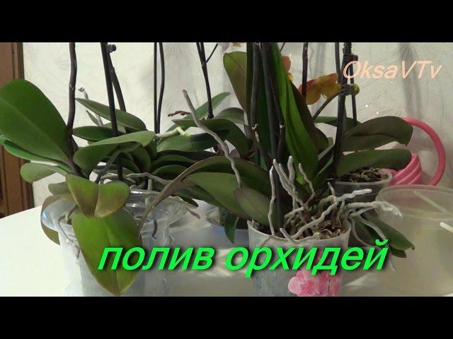Полив орхидеи, как поливать орхидеи Phalaenopsis. how to water orchids Phalaenopsis