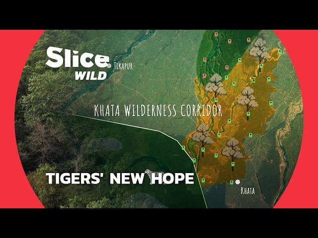 Saving Bengal Tigers: The Khata Corridor Story | SLICE WILD | FULL DOC