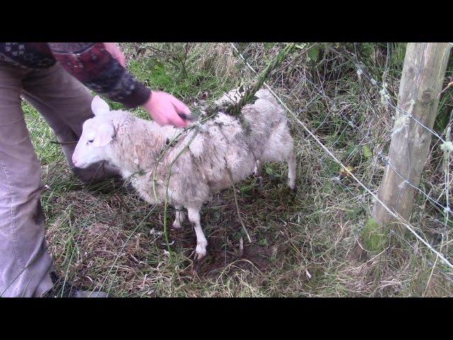 World's Biggest Carnivorous Plant Catches Whole Sheep!