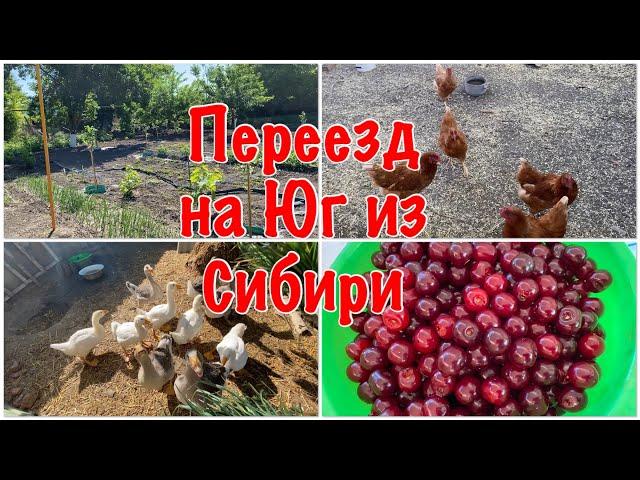 249ч-Одна на хозяйстве/Жара +30/Вишня поспела