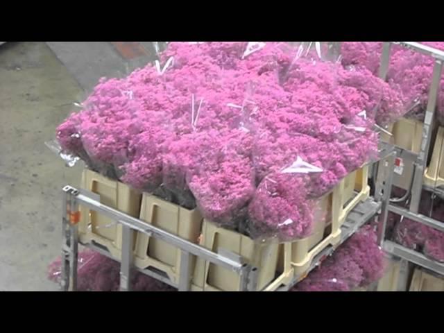 Tour of The Worlds Biggest Flower Auction