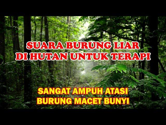 suara burung di alam liar dan suara hutan untuk terapi burung stres macet bunyi