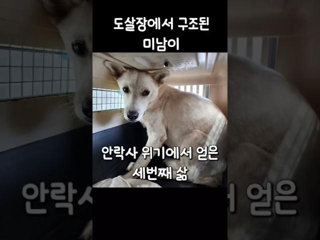 도살장에서 구조된 미남이의 세번째 삶(1) #유기견#도살장#반려동물#dogs#pets#adoption#사지말고입양하세요