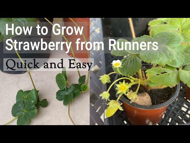 Easy Way to Grow New Strawberry Plants from Runners | Toward Garden