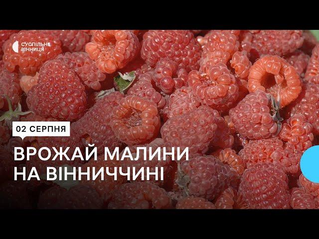 "Ціна вища, ніж минулого року": урожай малини на Вінниччині