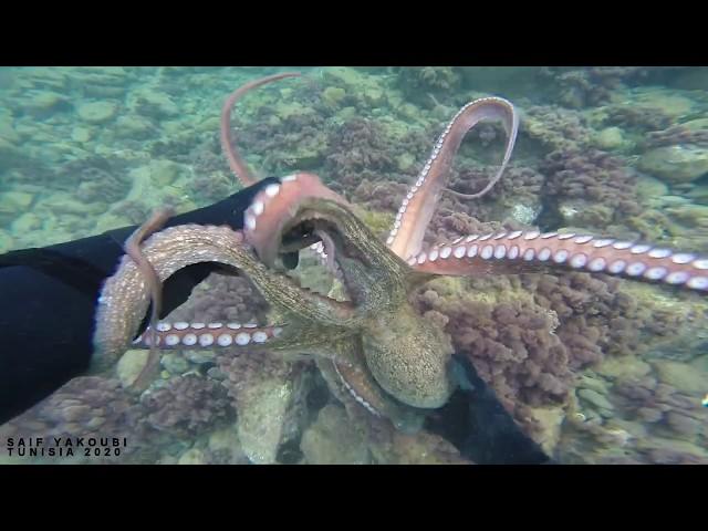 Watch How Hunting Octopus Underwater (Amazing Video) - Pesca Submarina - Chasse sous Marine 2020