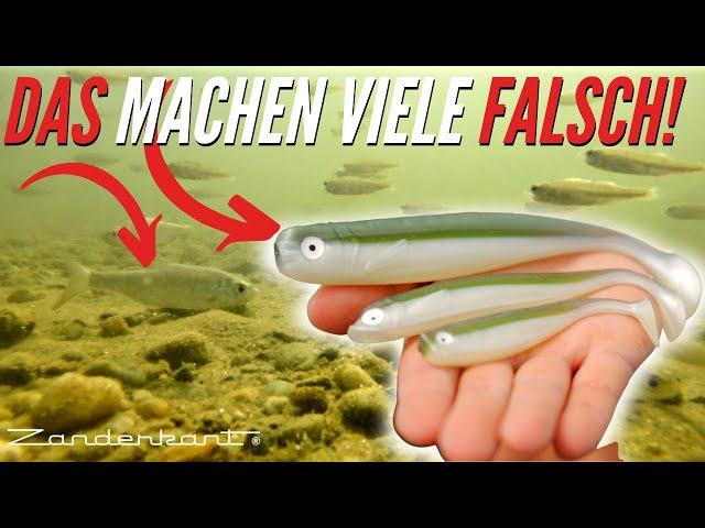 Ködergröße an Brutfisch anpassen? Zanderangeln