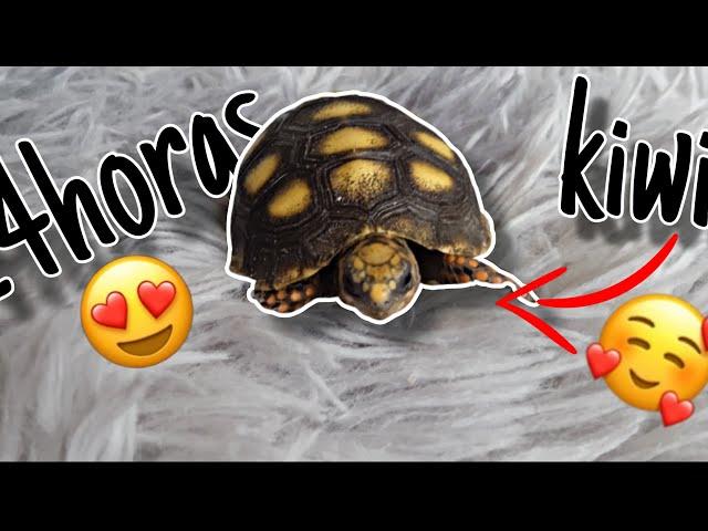 24 horas cuidando a Kiwi! Mi tortuga de tierra | Tattico Rodríguez 